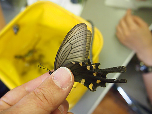 f:id:Naturalhistory:20140827163144j:image