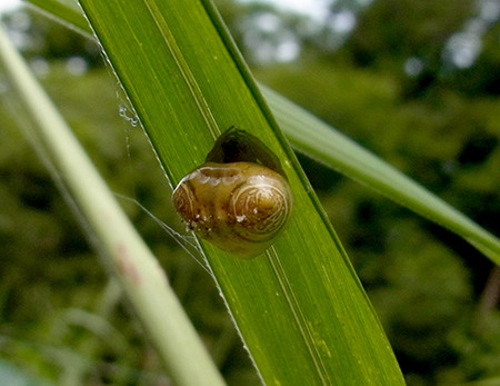 f:id:Naturalhistory:20140829094446j:image