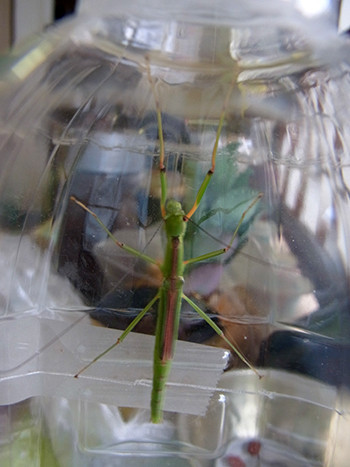 f:id:Naturalhistory:20140831170356j:image