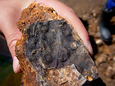 f:id:Naturalhistory:20140902111825j:image