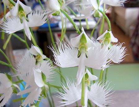 f:id:Naturalhistory:20140907130534j:image