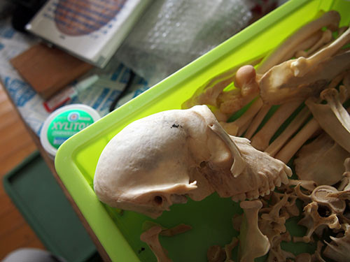 f:id:Naturalhistory:20140910130249j:image