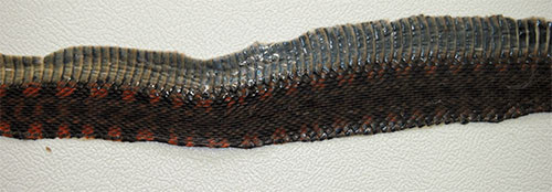 f:id:Naturalhistory:20140910164810j:image