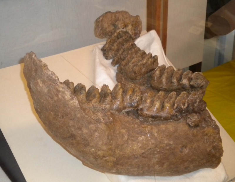 f:id:Naturalhistory:20140913164041j:image