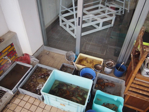 f:id:Naturalhistory:20140915174430j:image f:id:Naturalhistory:20140915174430j:image