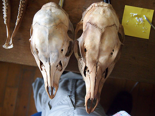 f:id:Naturalhistory:20140918162107j:image