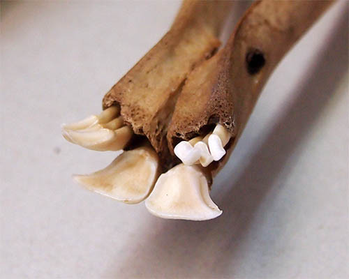 f:id:Naturalhistory:20140918164309j:image