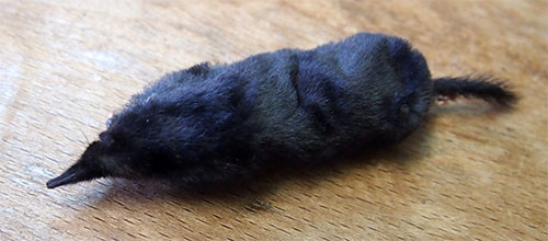 f:id:Naturalhistory:20140918165751j:image