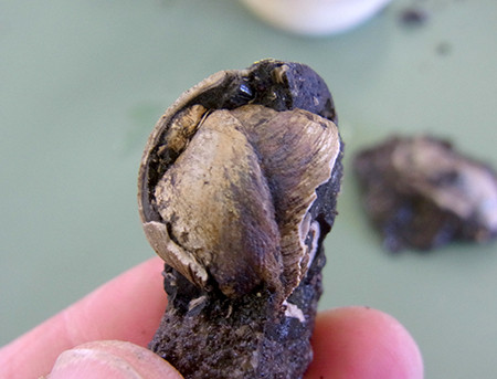f:id:Naturalhistory:20140921134859j:image