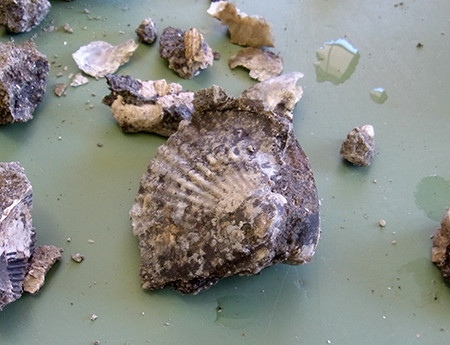 f:id:Naturalhistory:20140921141031j:image