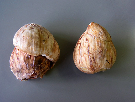 f:id:Naturalhistory:20140921160405j:image