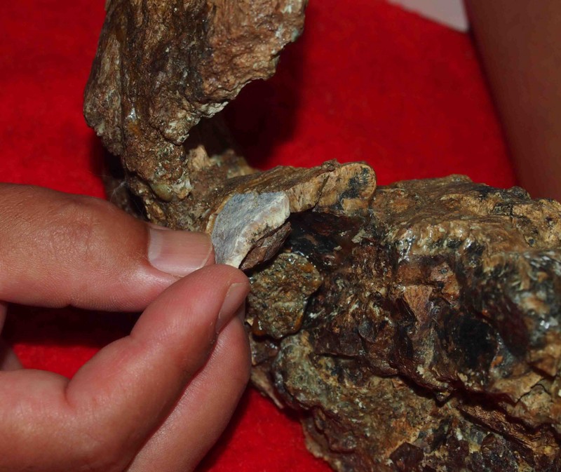 f:id:Naturalhistory:20141003093121j:image