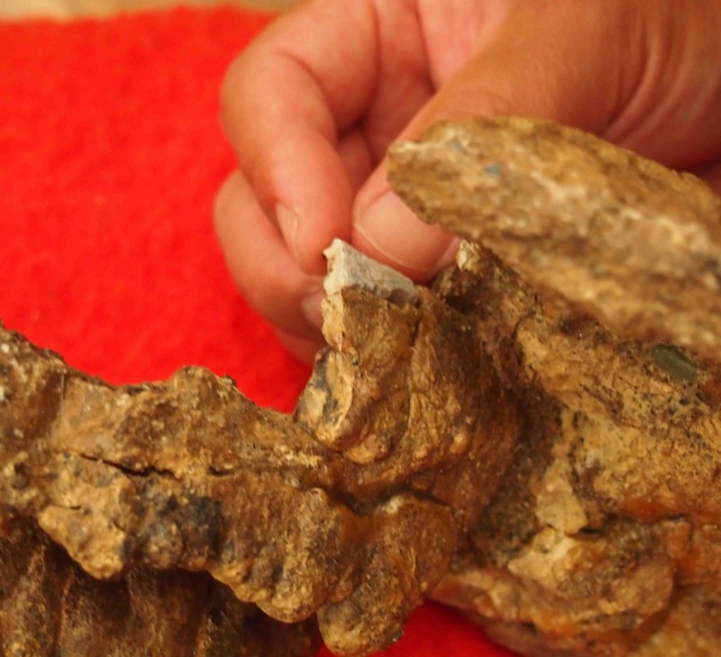 f:id:Naturalhistory:20141003093213j:image