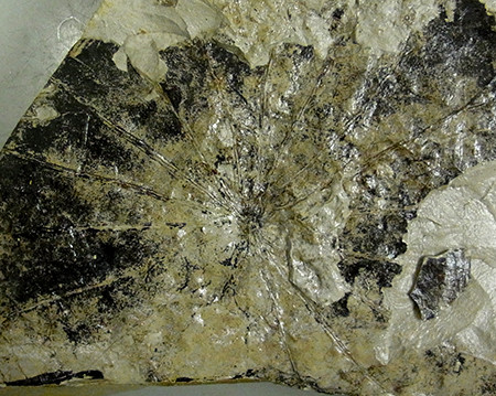 f:id:Naturalhistory:20141003172834j:image