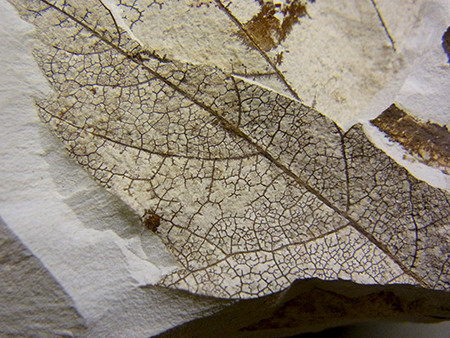 f:id:Naturalhistory:20141003172942j:image