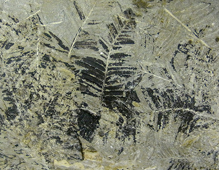 f:id:Naturalhistory:20141003173050j:image