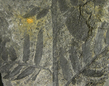 f:id:Naturalhistory:20141003173132j:image