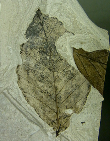 f:id:Naturalhistory:20141003173250j:image