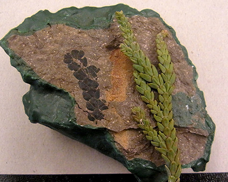 f:id:Naturalhistory:20141016164220j:image