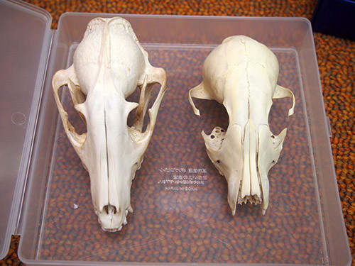 f:id:Naturalhistory:20141026140110j:image