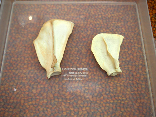 f:id:Naturalhistory:20141026140153j:image