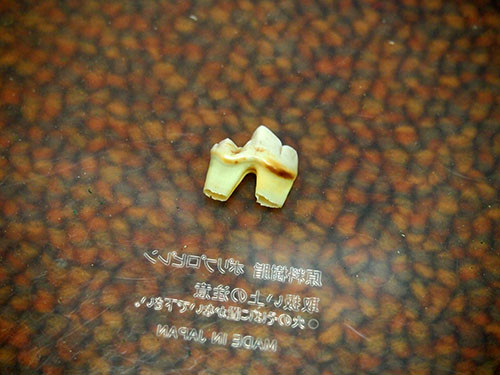 f:id:Naturalhistory:20141026140251j:image