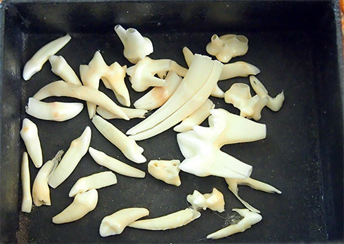 f:id:Naturalhistory:20141028140204j:image