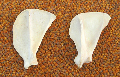 f:id:Naturalhistory:20141028140236j:image