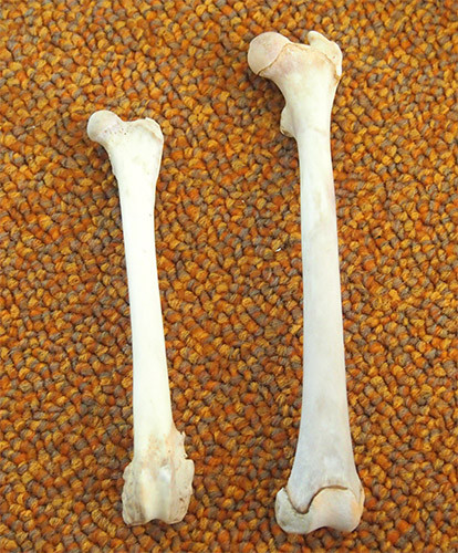 f:id:Naturalhistory:20141028140401j:image