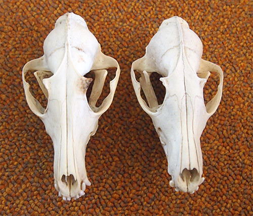 f:id:Naturalhistory:20141028140452j:image
