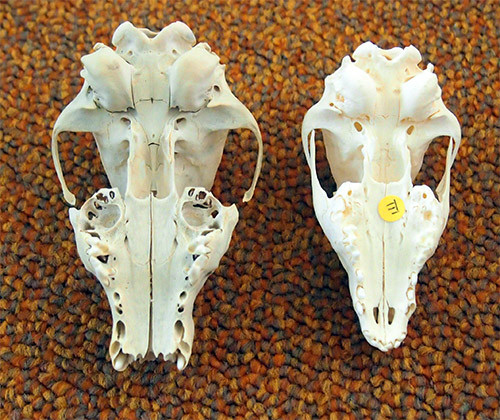 f:id:Naturalhistory:20141028140529j:image