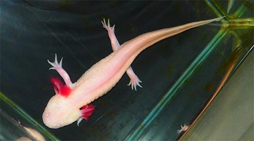 f:id:Naturalhistory:20141107165048j:image