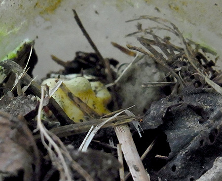 f:id:Naturalhistory:20141128162406j:image
