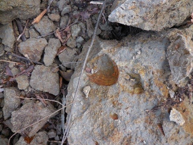 f:id:Naturalhistory:20141204201000j:image