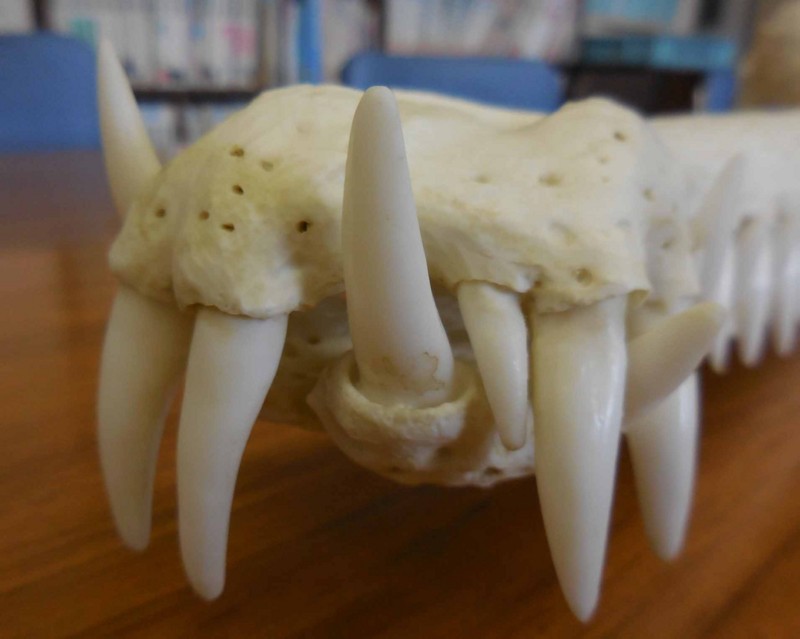 f:id:Naturalhistory:20141212115212j:image