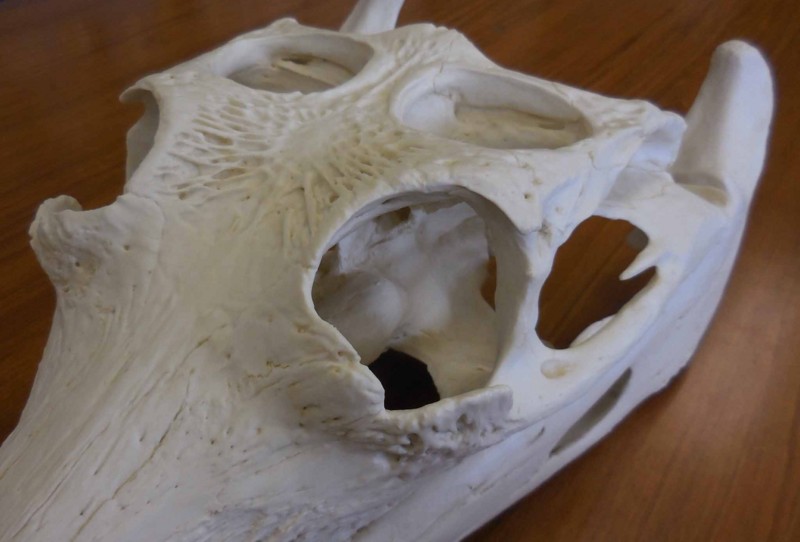 f:id:Naturalhistory:20141212115225j:image