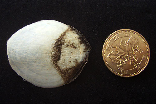 f:id:Naturalhistory:20141213120255j:image