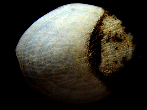 f:id:Naturalhistory:20141213120430j:image