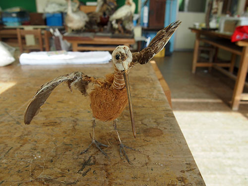 f:id:Naturalhistory:20141214111932j:image