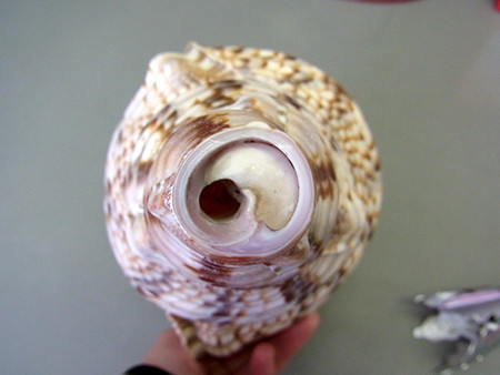 f:id:Naturalhistory:20141216144549j:image f:id:Naturalhistory:20141216144549j:image