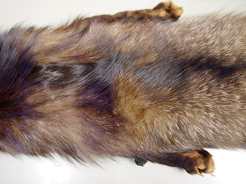 f:id:Naturalhistory:20141218164344j:image