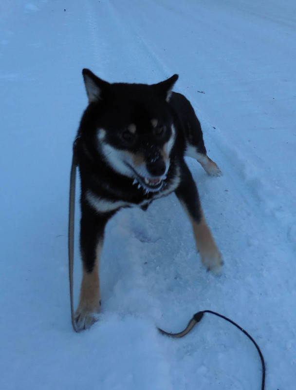 f:id:Naturalhistory:20141228073842j:image:w240