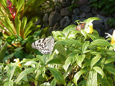 f:id:Naturalhistory:20150103145822j:image