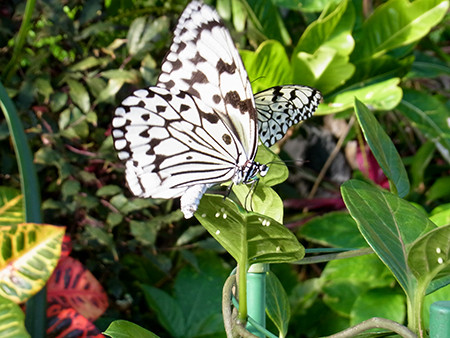 f:id:Naturalhistory:20150103150004j:image