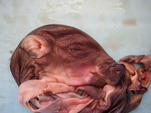 f:id:Naturalhistory:20150110143619j:image
