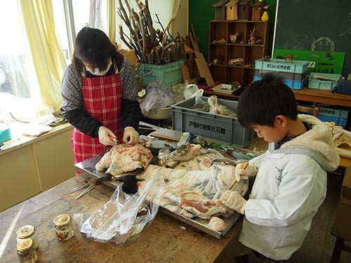 f:id:Naturalhistory:20150110143817j:image