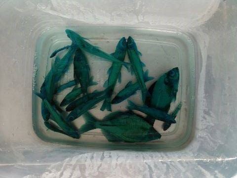 f:id:Naturalhistory:20150116165558j:image
