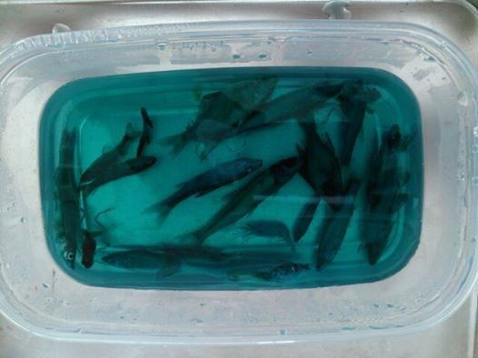 f:id:Naturalhistory:20150116165958j:image