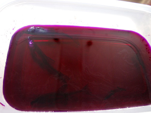 f:id:Naturalhistory:20150120140307j:image