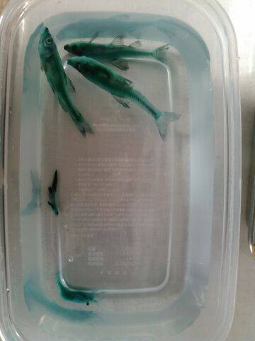 f:id:Naturalhistory:20150120170054j:image